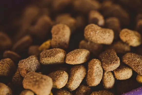 Câine sănătos lângă bol cu hrană echilibrată – cum să previi problemele digestive la câinele tău