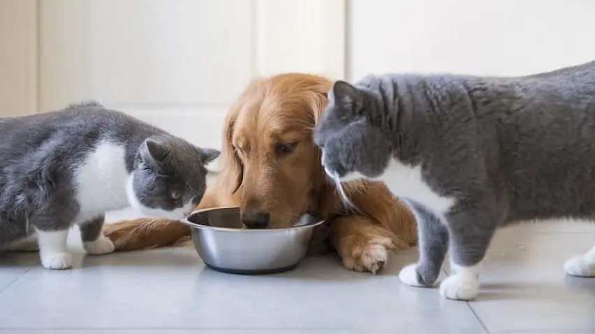 proteine hrana uscată animale de companie